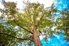 Best Organic Lawn Care Solutions  in Lone Pine, CA