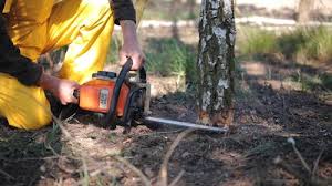 Best Tree Cabling and Bracing  in Lone Pine, CA