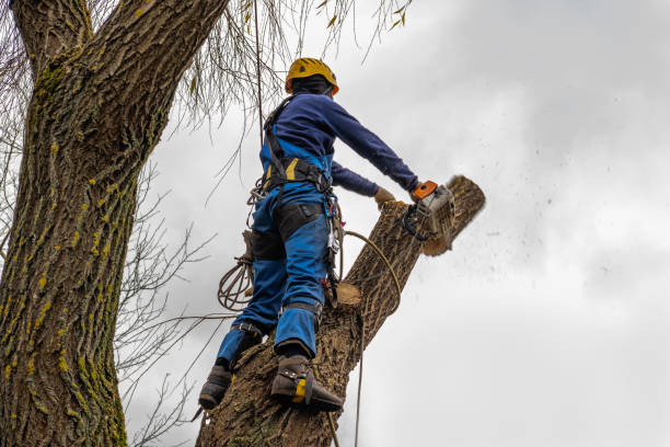 Best Storm Damage Tree Cleanup  in Lone Pine, CA
