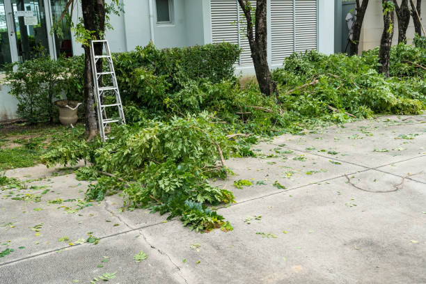 Best Tree Removal  in Lone Pine, CA