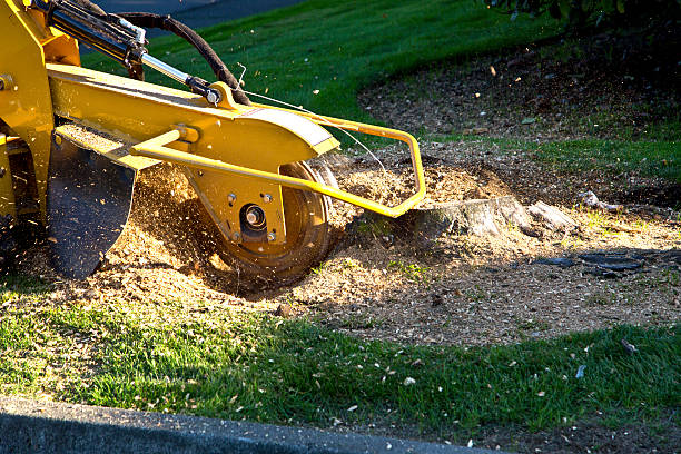 Best Seasonal Cleanup (Spring/Fall)  in Lone Pine, CA