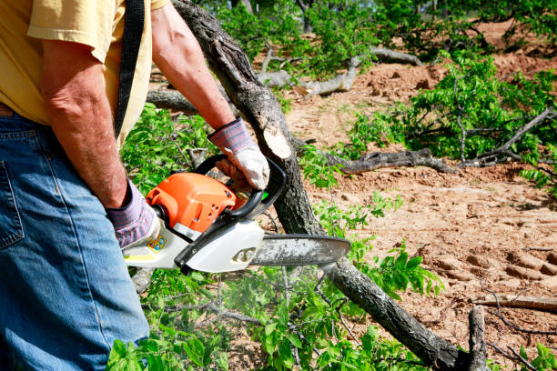 Best Commercial Tree Services  in Lone Pine, CA